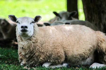 羊, 动物, 羊毛