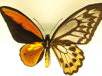 蝴蝶, 自然, 光明, 橙色, 昆虫