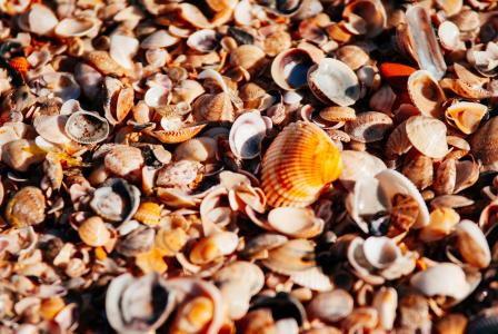 海, 海滩, 橙色, 海岸, 珍珠, 贝壳, 贝壳