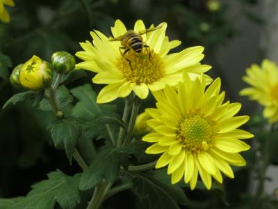 蜜蜂, 花, 菊花, 黄色, 黄菊花