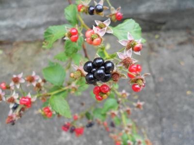 黑莓, 水果, 特写, 宏观, 新鲜, 自然, 莓果