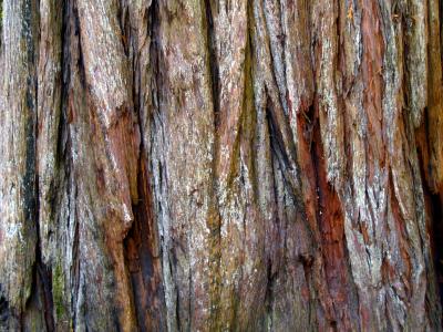 红木, 树皮, 树, 自然, 加利福尼亚州, 美国, 纹理