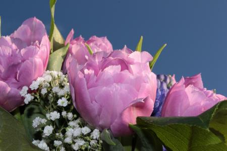 花束, 双郁金香, 填充, 粉红色的郁金香, 满天星, 香味, 春天的花束