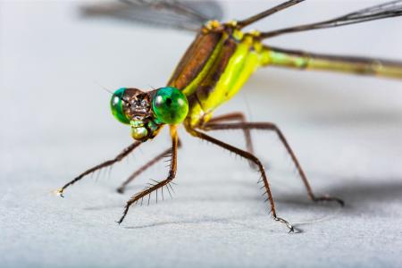 蜻蜓, 昆虫, 关闭, 眼睛, 绿色