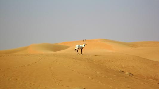 迪拜, 沙漠, 羚羊, 骆驼, 沙丘, 动物, 非洲