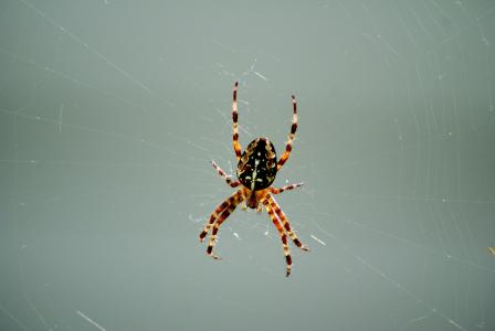 蜘蛛, 蜘蛛网, 自然, 昆虫, 蛛形纲动物, 网络, 宏观