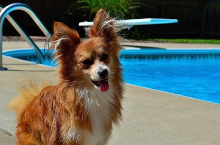狗, 小狗, 游泳池, 可爱, 夏季, 肖像, 动物