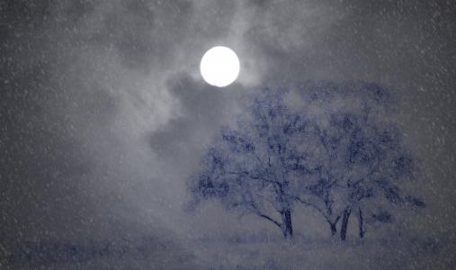 晚上, 寒冷, 树木, 雪, 月亮, 降雪量, 雪系列