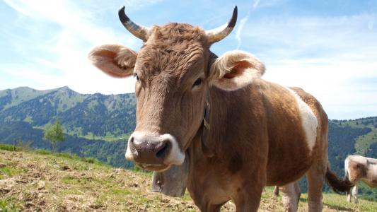 母牛, 牛肉, 牛, 动物, 牧场, 母牛, 奶牛