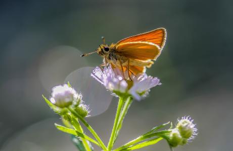 蝴蝶, 花, 昆虫, 自然, 飞行的昆虫, 夏季, 草甸