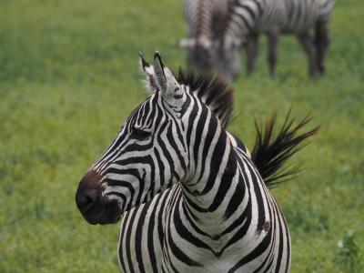 非洲, 斑马, 黑色和白色, 野生动物园, 黑白条纹, 头, 斑马线