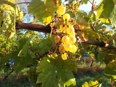 seyval 勃朗峰, 白葡萄酒, 英国葡萄酒, 葡萄, 水果, 自然, 葡萄树