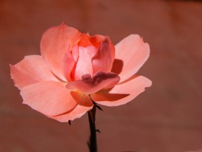 罗莎, 花, 粉红色的花瓣, 玫瑰