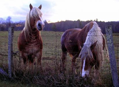 马, 比利时马, 两匹马, 棕色, 谭
