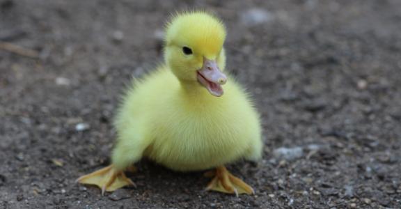 小鸭, 鸟类, 黄色, 蓬松, 鸡, 小, 可爱