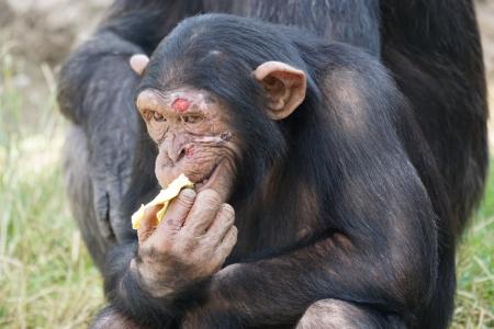 黑猩猩, 哺乳动物, 危险, 食品