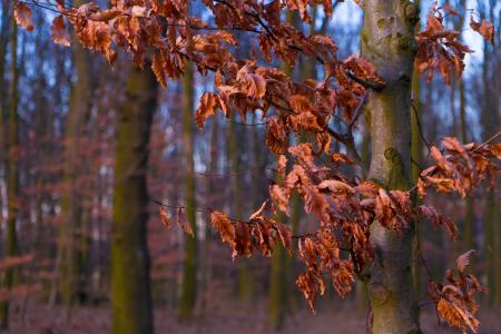 秋天, 叶子, 森林, 枯萎的, 树, 金色的秋天, 秋天的落叶