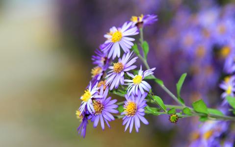 花, 花, 紫罗兰色, 紫色, 脆弱, 自然, 植物