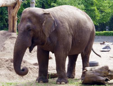大象, 大型哺乳动物, 印度尼西亚语, 长鼻, 大, 巨像, 巨大