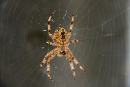 蜘蛛, 网络, web, 自然, 动物, 生活, 蜘蛛巢
