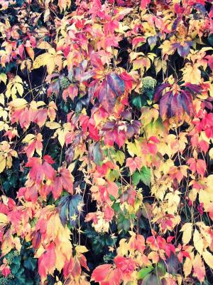 秋天, 叶子, 多彩, 颜色, 秋天的落叶, 背景