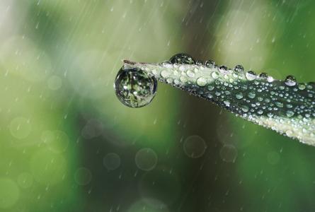 雨滴, 水一滴, 草的, 雨, 滴灌, 镜像, 宏观