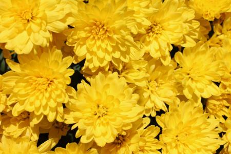 黄色的花, 黄色, 花园, 花, 夏季, 花香, 开花