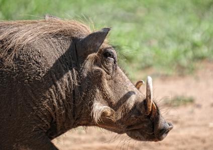 疣猪, 动物, 哺乳动物, 克鲁格公园, 野生动物园, 野猪, 南非