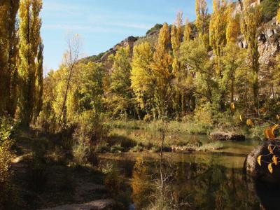 河, 杨树, 反思, 水, 景观, 自然, 秋天