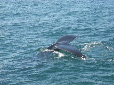 鲸鱼尾巴, 鲸鱼, 水, 座头鲸, 哺乳动物, 海, 尾巴