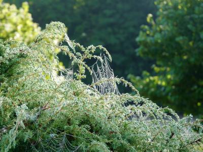 蜘蛛网, 杜松, 早上, 滴眼液, 自然, 蜘蛛的, saaremaa 岛