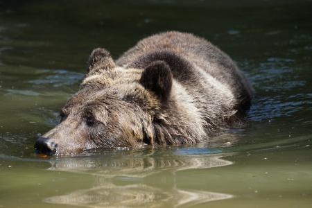 熊, 游泳, 水, 找到家的感觉, 野生动物, 哺乳动物, 动物