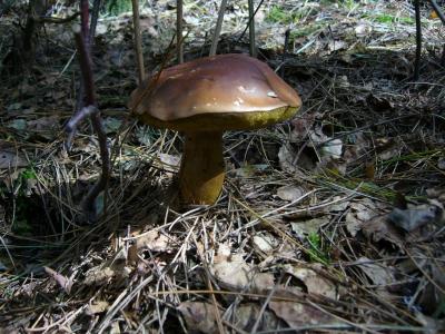 蘑菇, 板栗, 森林