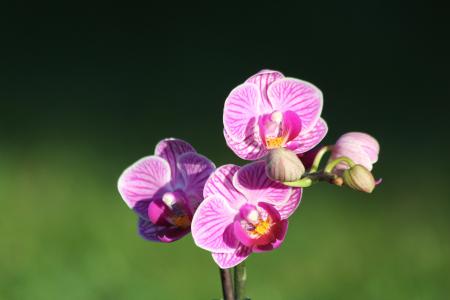 兰花, 花, 紫色, 紫兰花, 自然, 兰科植物, 粉色