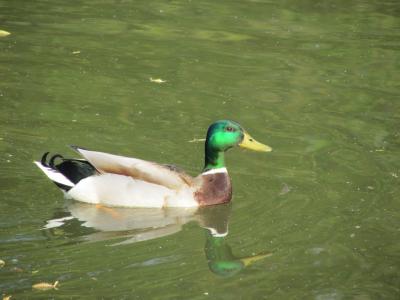 鸭, 鸟, 自然, 动物, 湖, 池塘