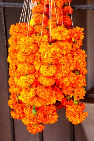 花, 橙色, 橙色的花, 印度