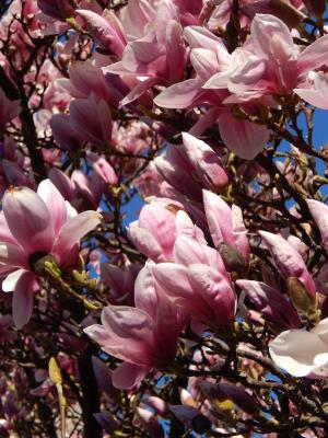 花, 树, 分支机构, 粉色, 春天