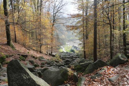 森林, 石头, 秋天, 岩石, 神秘, 自然, 树