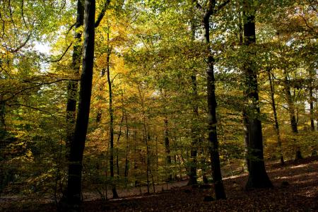 秋天, 森林, 秋天的颜色, 自然