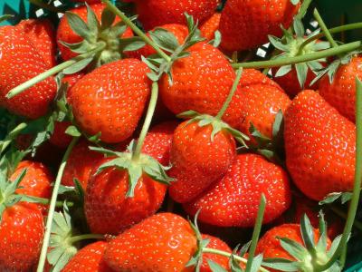 水果, 草莓, 红色, 甜点, 夏季, 自然, 食物和饮料