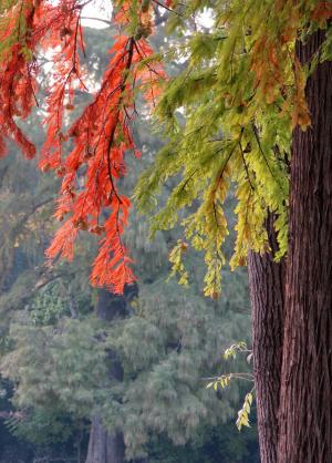 秋天的落叶, 叶子, 颜色, 自然, 赛季, 秋天, 红叶