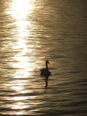 天鹅, 傍晚的太阳, 日落, 湖, 水, 河, 鸟