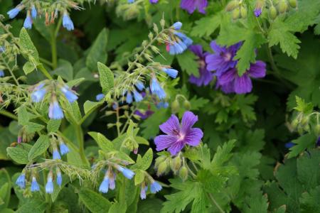 野, 开花, 绽放, 粗紫草, 花, 蓝色, symphytum asperum