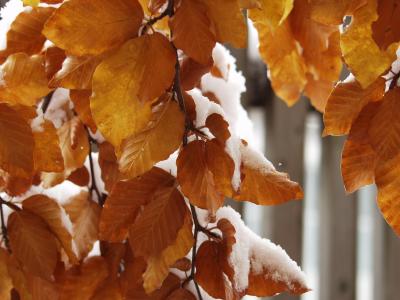 叶子, 多彩, 白雪皑皑, 寒冷, 雪, 冬季爆炸