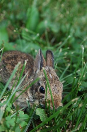 小兔子, 兔子, 可爱, 可爱, 复活节, 动物, 小
