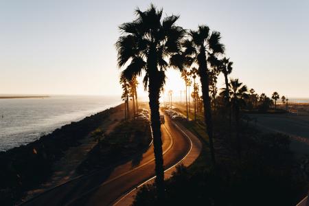 橙色, 道路, 日落, 海滩, 海洋, 树, 棕榈滩