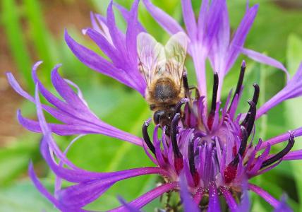 矢车菊, 蜜蜂, 草甸, 花, 紫色, 蓝色