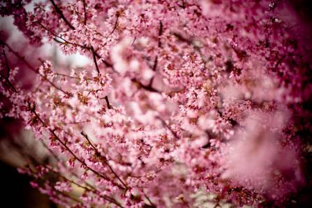 日本樱桃, 樱桃, 樱桃山, 樱花, 东亚的樱桃, 开花的树, 树