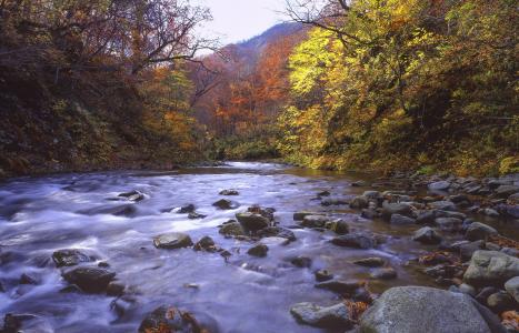 河, 森林, 秋天的叶子, 深秋, 白神山地, 世界遗产地区, 日本