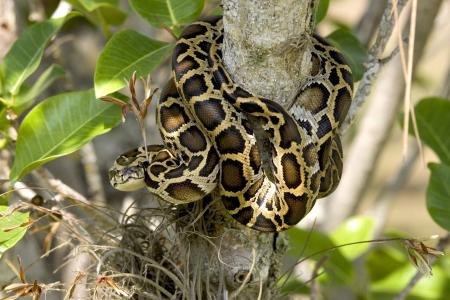 缅甸蟒, 蛇, 树, 盘绕, 野生动物, 大沼泽地国家公园, 佛罗里达州
